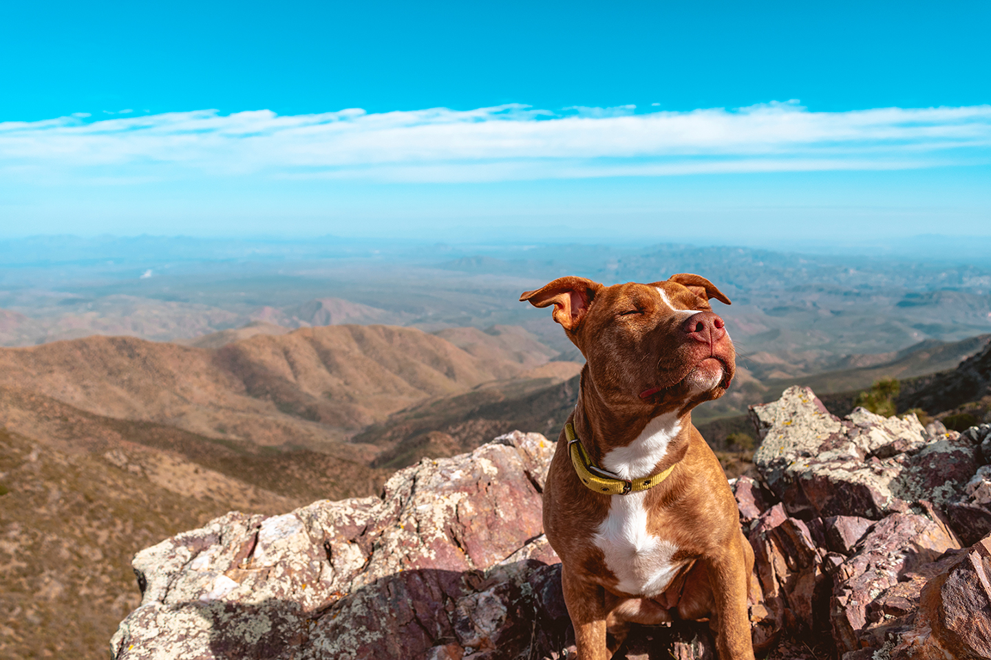 Full-service animal hospital in Santa Fe, New Mexico