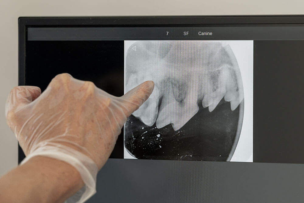 Advanced animal dentistry at Animal Wellness Center in Santa Fe