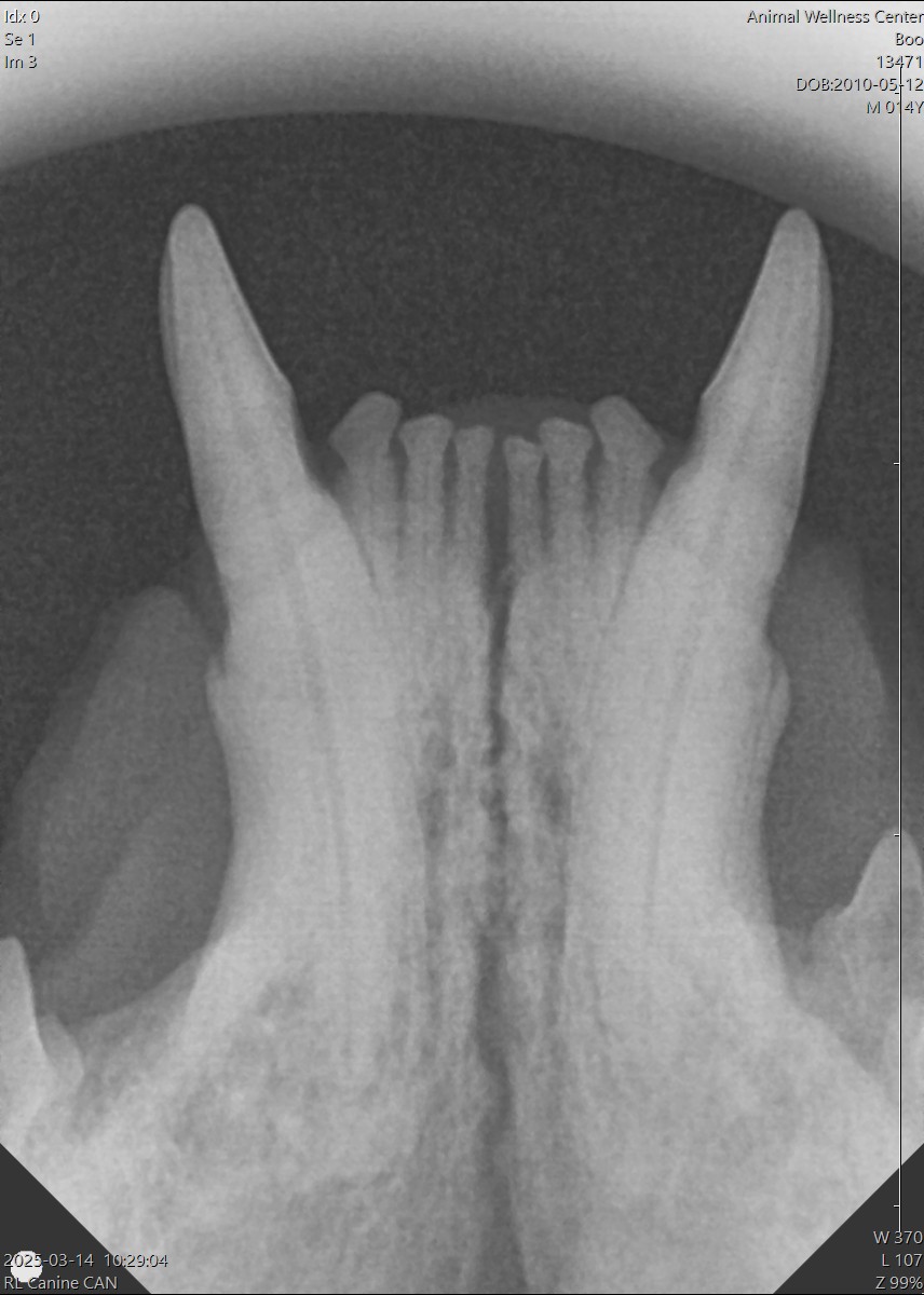 Digital dental X-ray of a cat's canine teeth during a prophylactic dental cleaning in Santa Fe