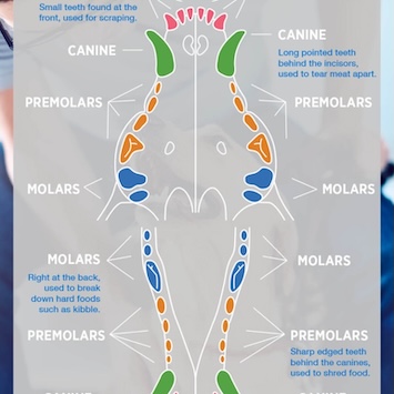 Veterinary dental chart