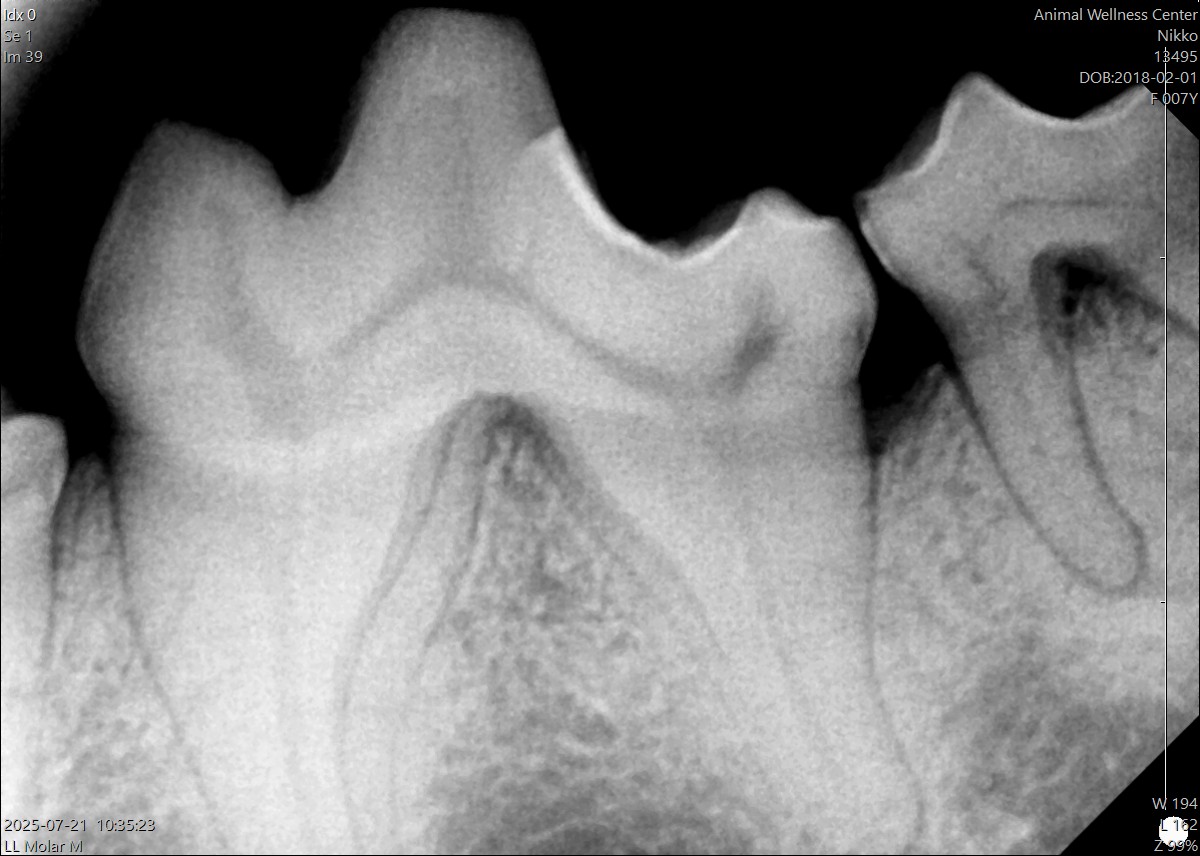 Digital dental X-ray showing a dog's molar teeth during a prophylactic dental cleaning in Santa Fe