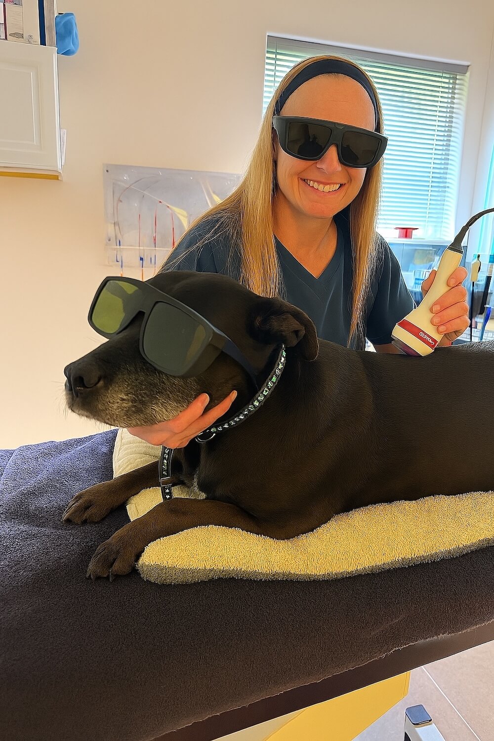 Veterinary technician performing laser therapy on a black Labrador wearing protective goggles in Santa Fe