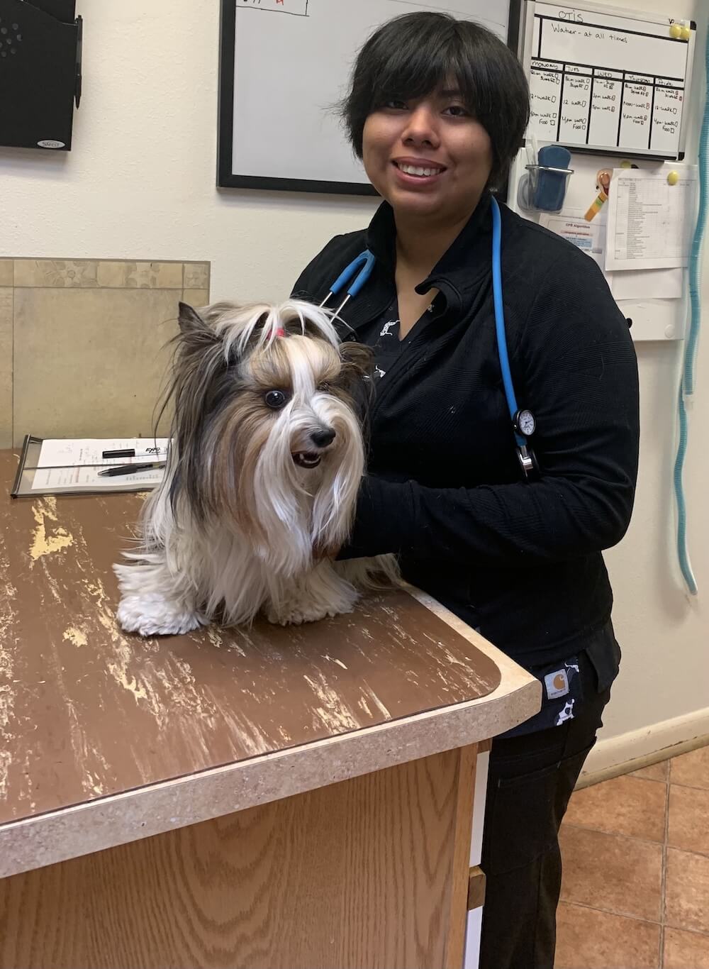 Smiling veterinary technician with a fluffy Biewer Terrier on an exam table in Santa Fe