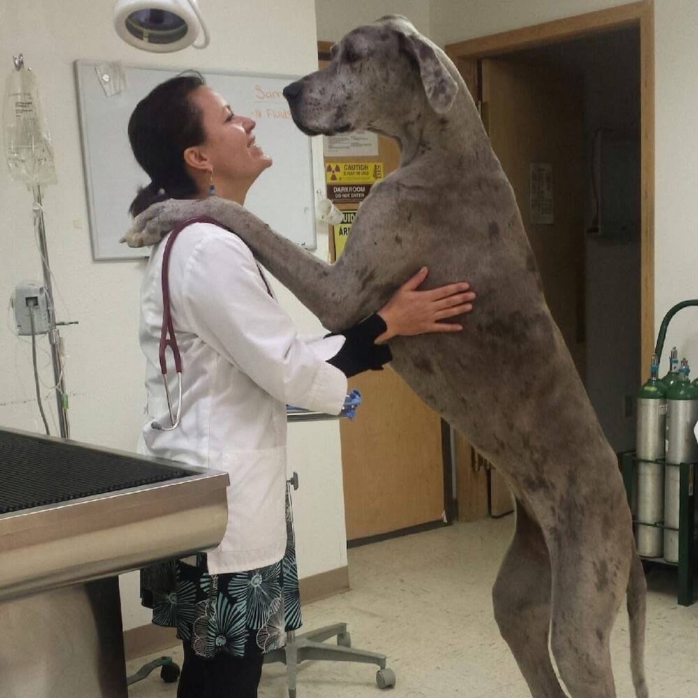 Veterinarian in a white coat hugging a large Great Dane standing upright in an exam room in Santa Fe