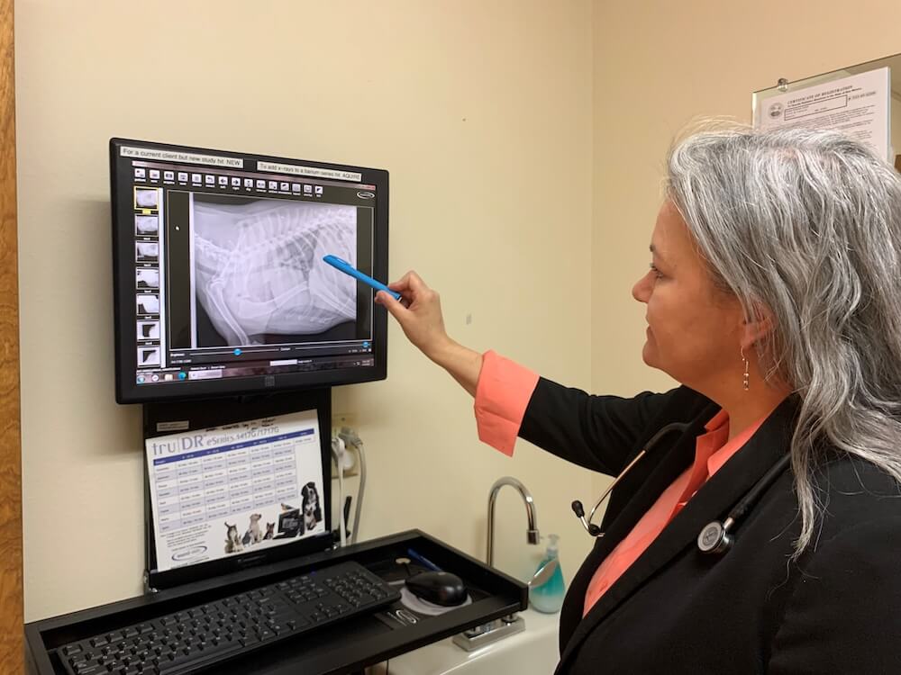 Veterinarian pointing to a digital pet X-ray on a monitor during a diagnostic review in Santa Fe