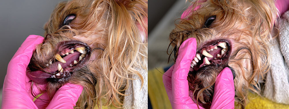 Veterinary dental care services at Animal Wellness Center in Santa Fe