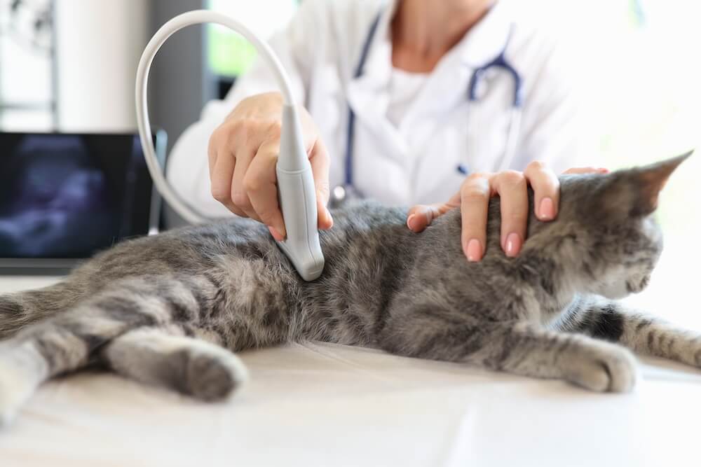 Advanced veterinary diagnostics in Santa Fe, New Mexico